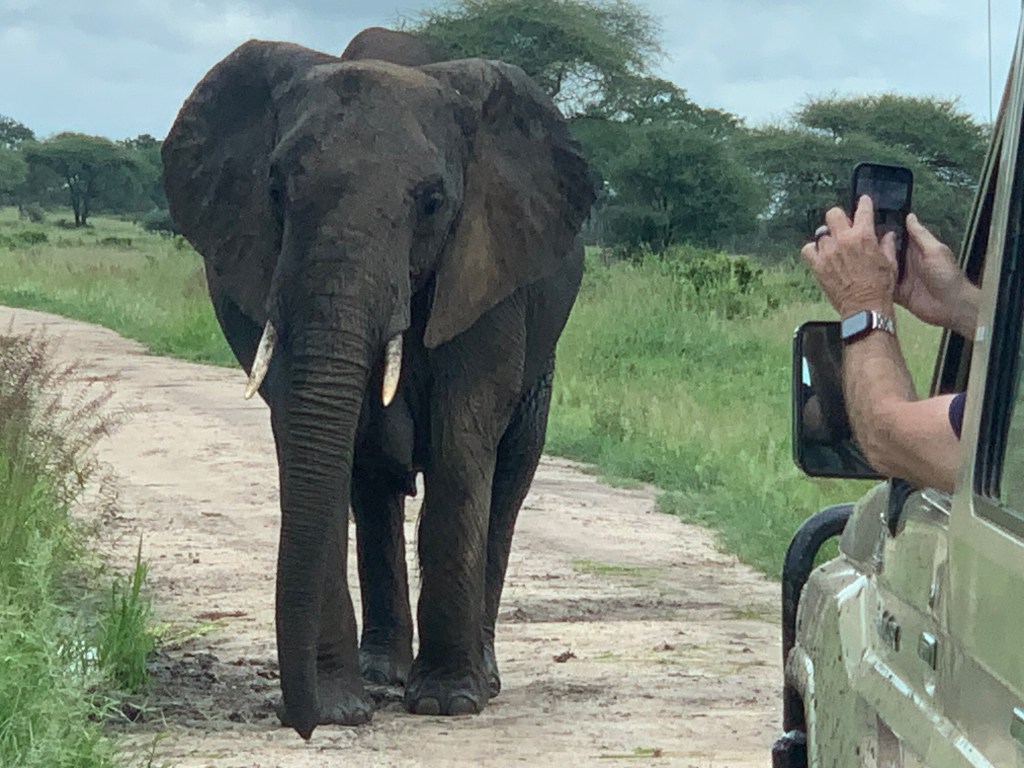 Safari Tourists Taking Photos of Elephant During Trip
